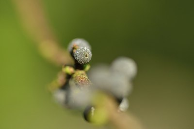 BUITEN BEELD Foto: 239996