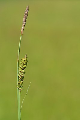 BUITEN BEELD Foto: 240009