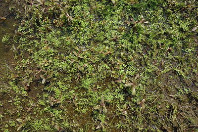 BUITEN BEELD Foto: 240018