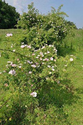 BUITEN BEELD Foto: 240019