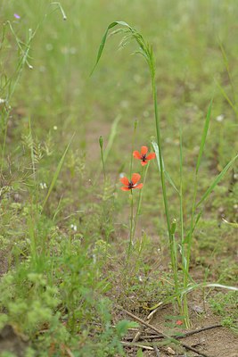 BUITEN BEELD Foto: 240032