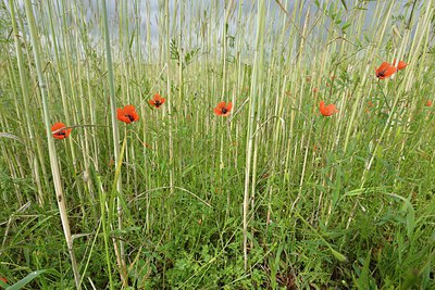 BUITEN BEELD Foto: 240036