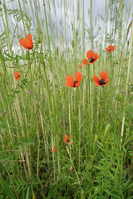 BUITEN BEELD Foto: 240038