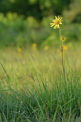 BUITEN BEELD Foto: 240054