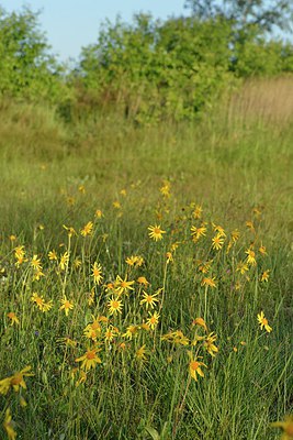 BUITEN BEELD Foto: 240057