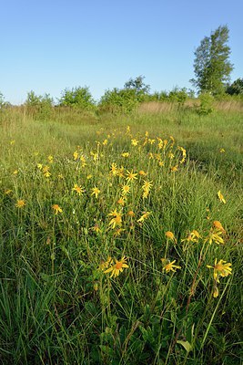 BUITEN BEELD Foto: 240062