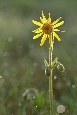 BUITEN BEELD Foto: 240066
