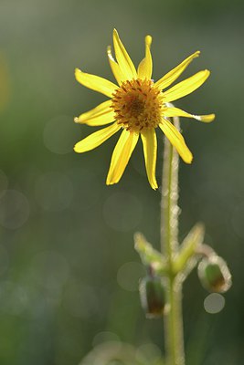 BUITEN BEELD Foto: 240068