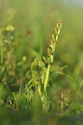 BUITEN BEELD Foto: 240072