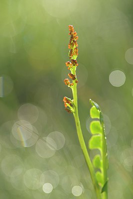 BUITEN BEELD Foto: 240079