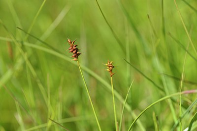 BUITEN BEELD Foto: 240136