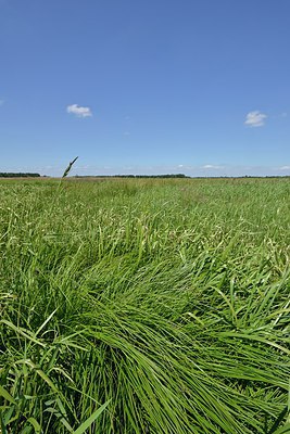 BUITEN BEELD Foto: 240159