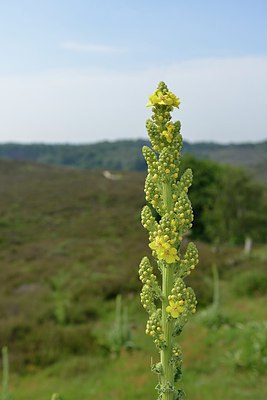 BUITEN BEELD Foto: 240182