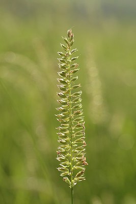 BUITEN BEELD Foto: 240233