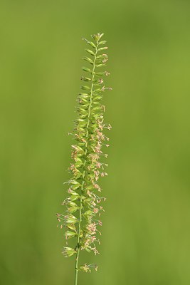 BUITEN BEELD Foto: 240234