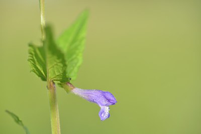 BUITEN BEELD Foto: 240253