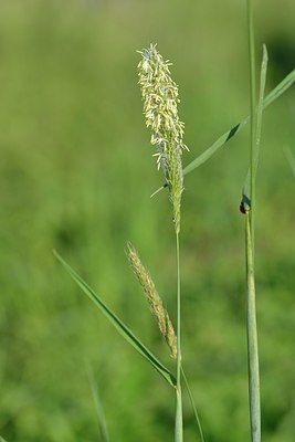 BUITEN BEELD Foto: 240255