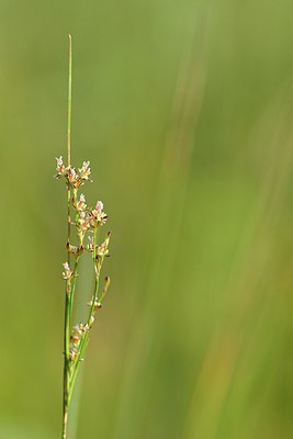 BUITEN BEELD Foto: 240261