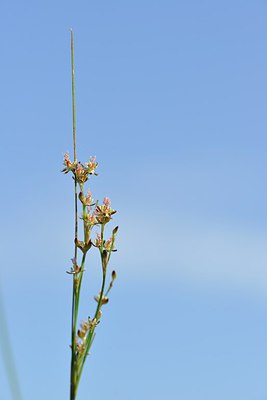 BUITEN BEELD Foto: 240262