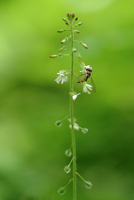 BUITEN BEELD Foto: 240273