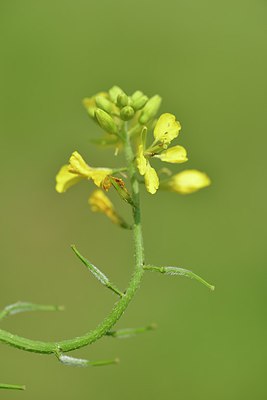 BUITEN BEELD Foto: 240280