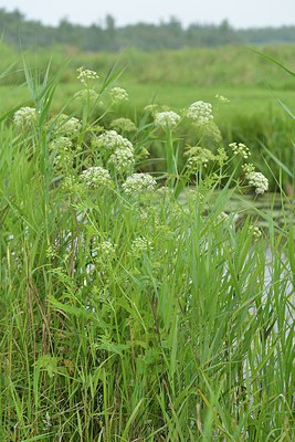 BUITEN BEELD Foto: 240326
