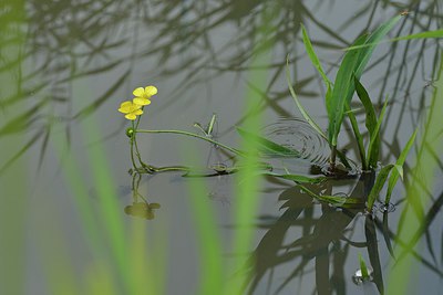 BUITEN BEELD Foto: 240330