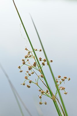 BUITEN BEELD Foto: 240348