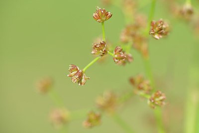 BUITEN BEELD Foto: 240350