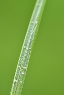 BUITEN BEELD Foto: 240355