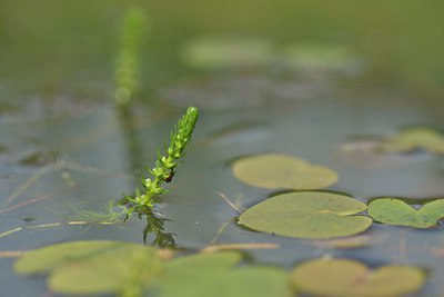 BUITEN BEELD Foto: 240362