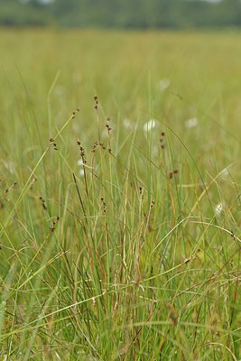 BUITEN BEELD Foto: 240373