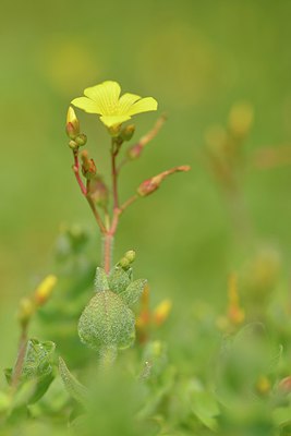 BUITEN BEELD Foto: 240404