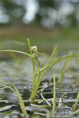 BUITEN BEELD Foto: 240442