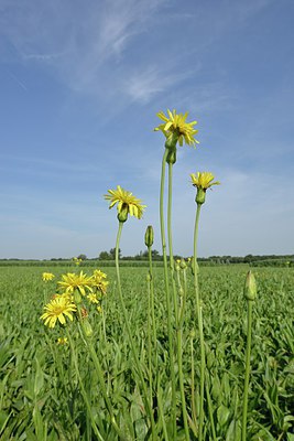 BUITEN BEELD Foto: 240486