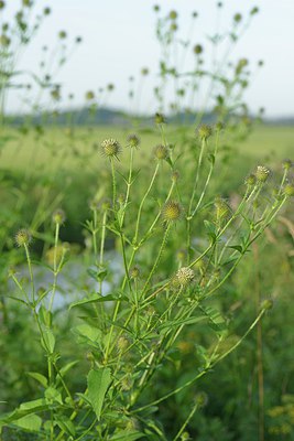 BUITEN BEELD Foto: 240500