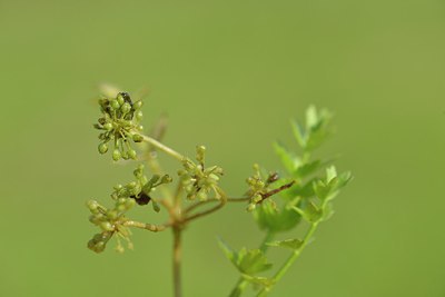 BUITEN BEELD Foto: 240516