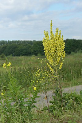 BUITEN BEELD Foto: 240521
