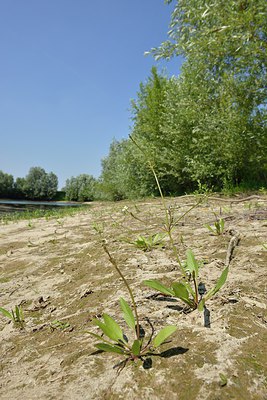 BUITEN BEELD Foto: 240533