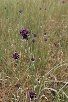 BUITEN BEELD Foto: 240537