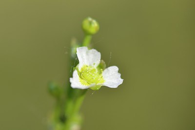 BUITEN BEELD Foto: 240543