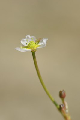 BUITEN BEELD Foto: 240548