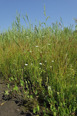 BUITEN BEELD Foto: 240566