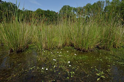 BUITEN BEELD Foto: 240574