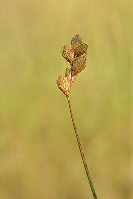 BUITEN BEELD Foto: 240595