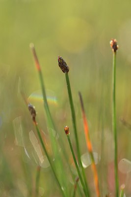 BUITEN BEELD Foto: 240599