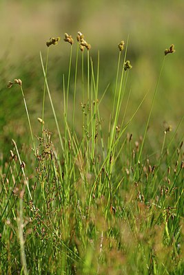 BUITEN BEELD Foto: 240608