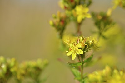 BUITEN BEELD Foto: 240619