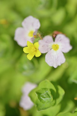 BUITEN BEELD Foto: 240654