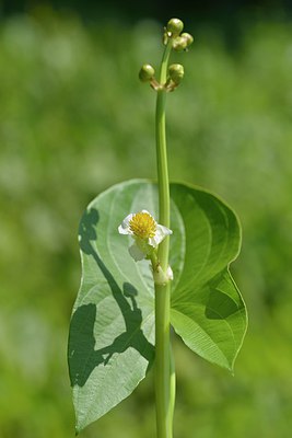 BUITEN BEELD Foto: 240661
